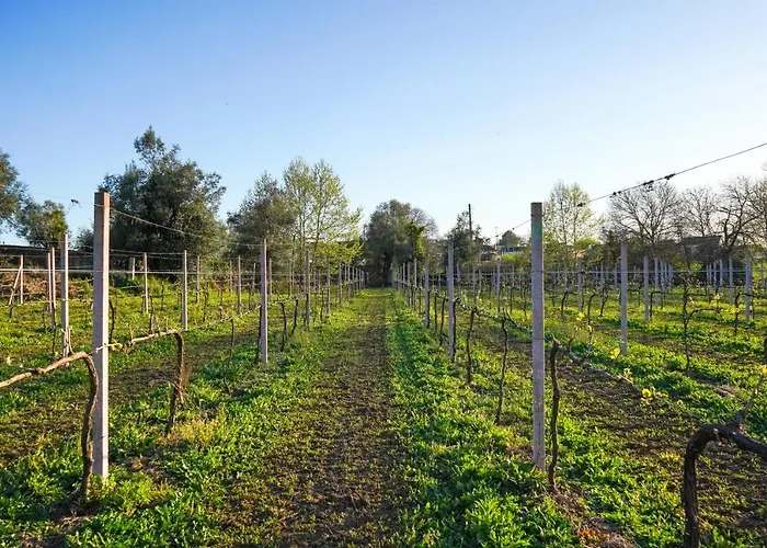 Casa Do Ribeiro Lago (Braga)